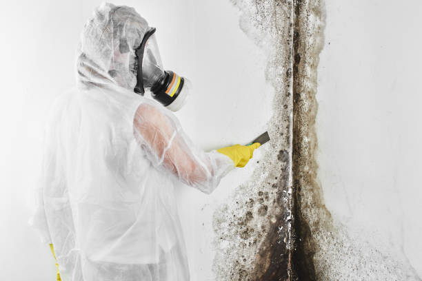 Best Fast Mold Removal  in Morro Bay, CA