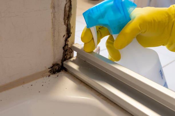 Best Attic Mold Removal  in Morro Bay, CA