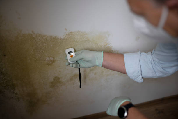 Best Mold Remediation  in Morro Bay, CA