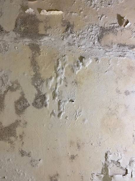 Office Mold Removal Services in Morro Bay, CA