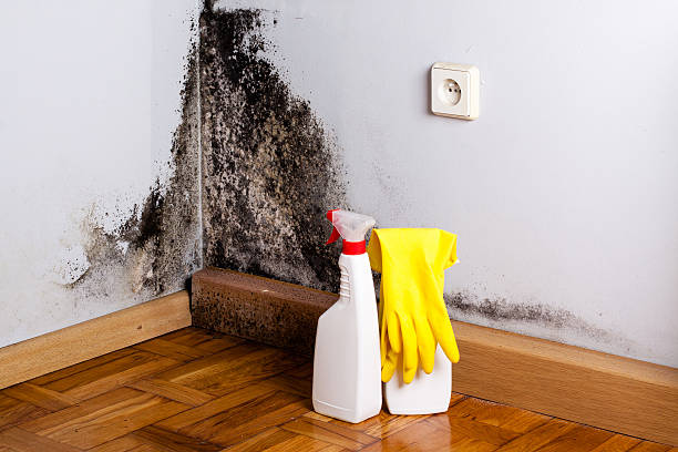 Best Crawl Space Mold Removal  in Morro Bay, CA