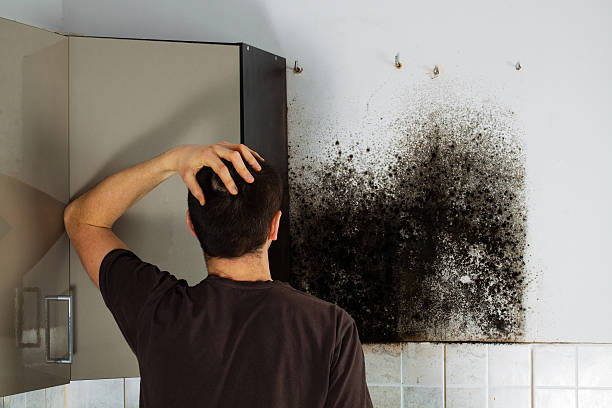 Certified Mold Removal in Morro Bay, CA