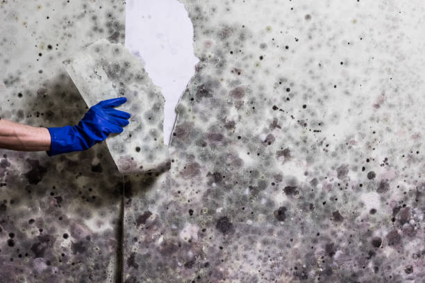 Mold Removal Process in Morro Bay, CA